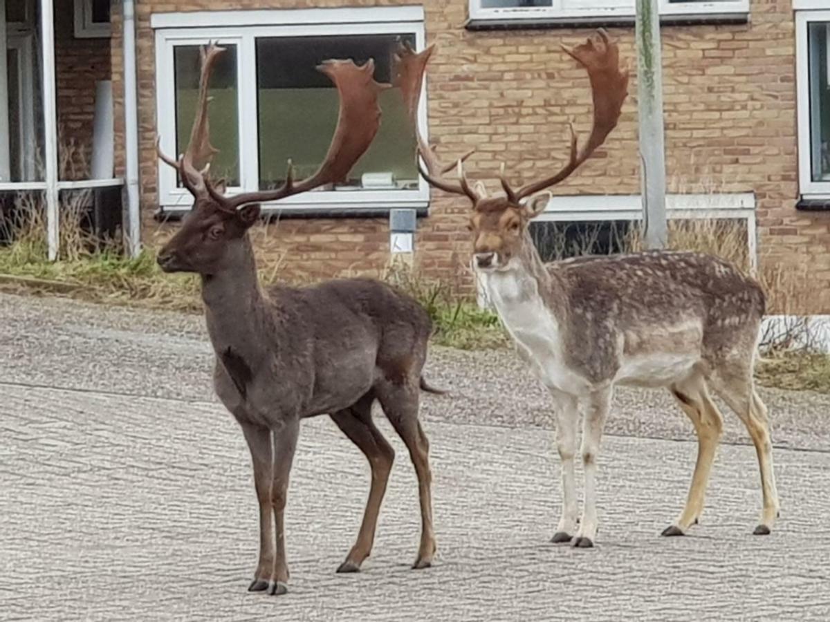 De Schelp 37 Apartman Zandvoort Kültér fotó